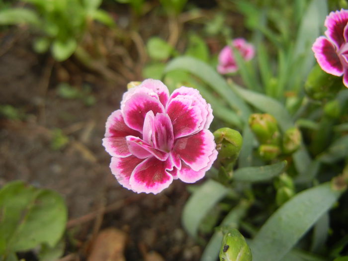 Dianthus Pink Kisses (2014, July 11)