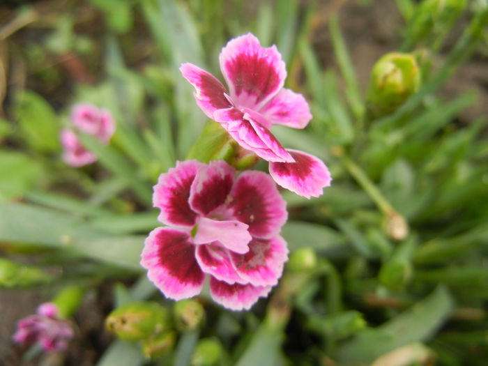 Dianthus Pink Kisses (2014, July 11)