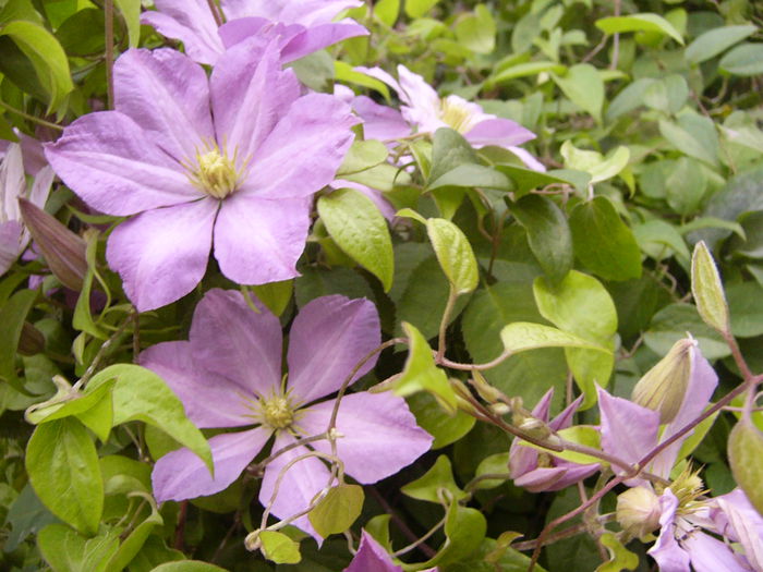 Clematis FN