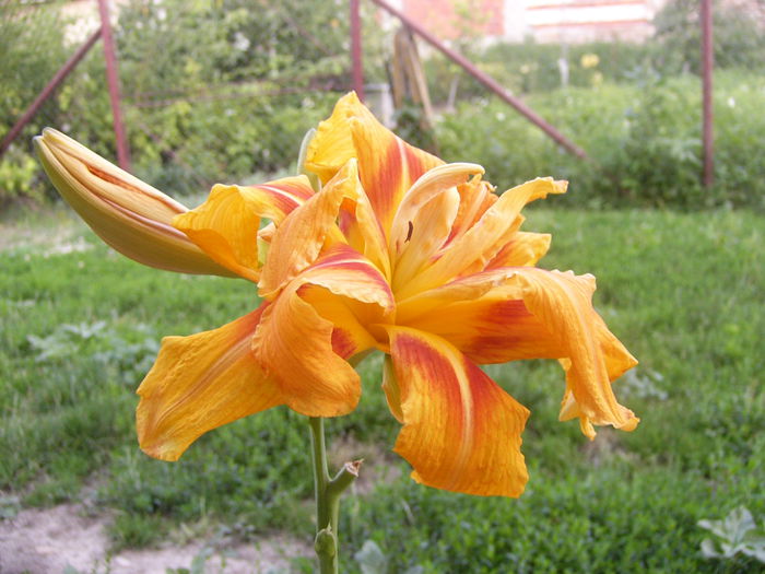 Hemerocalis Fulva Kwanso - Anul 2014 IV