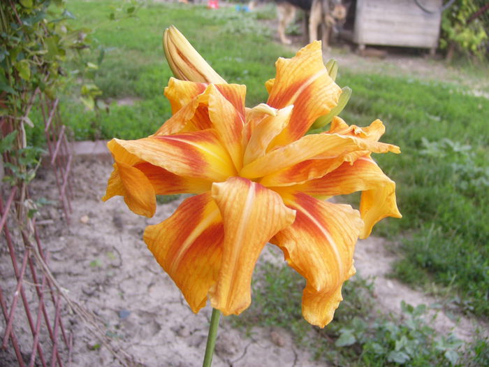 HEMEROCALIS Fulva Kwanso