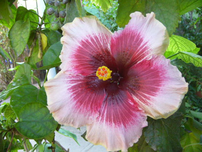P1220863