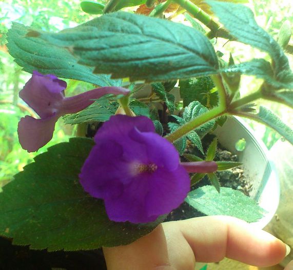 achimenes21iul2014