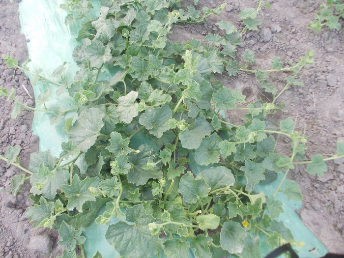 pepeni 189