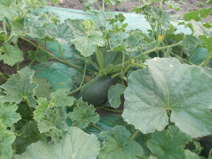 pepeni 196