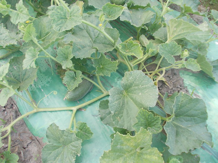 pepeni 200