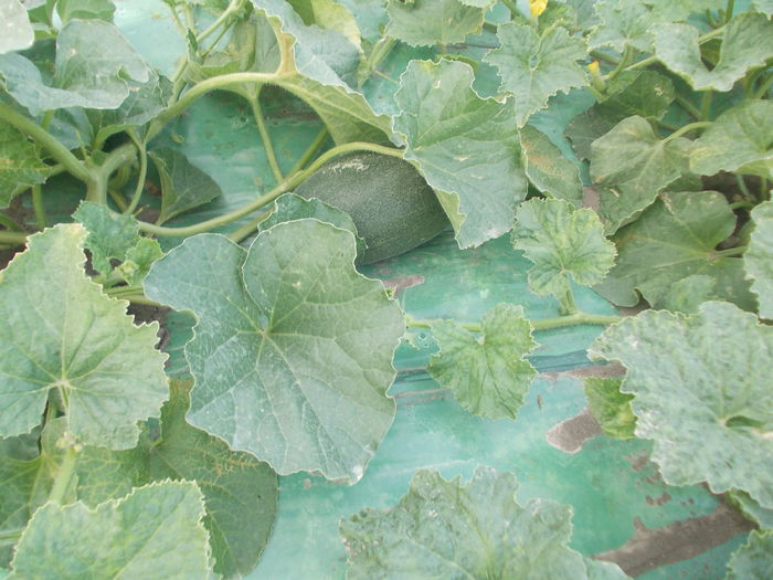 pepeni 201