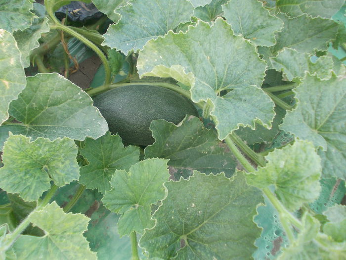 pepeni 202