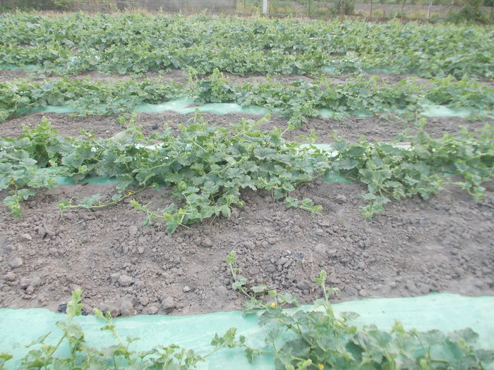 pepeni 203