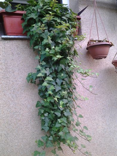 20140721_200422 - iulie 2014