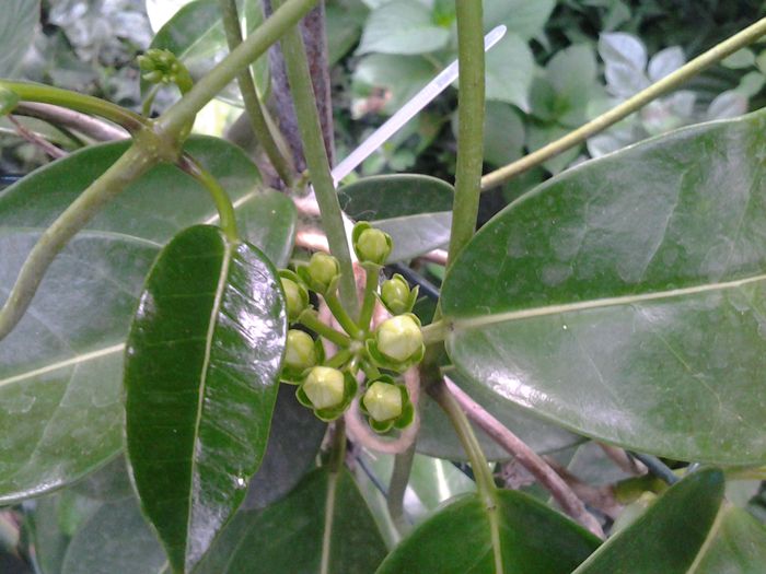 20140721_200334 - iulie 2014