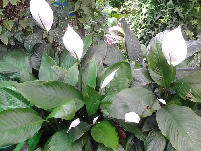 20140721_134925 - iulie 2014