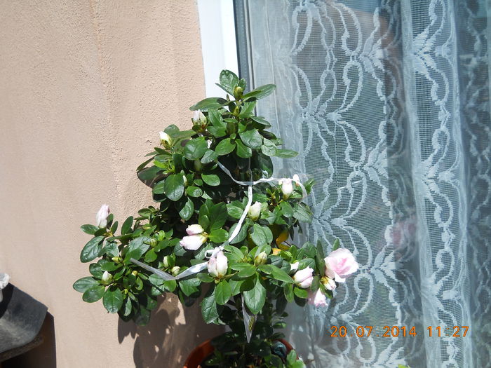 azaleea mea copacel