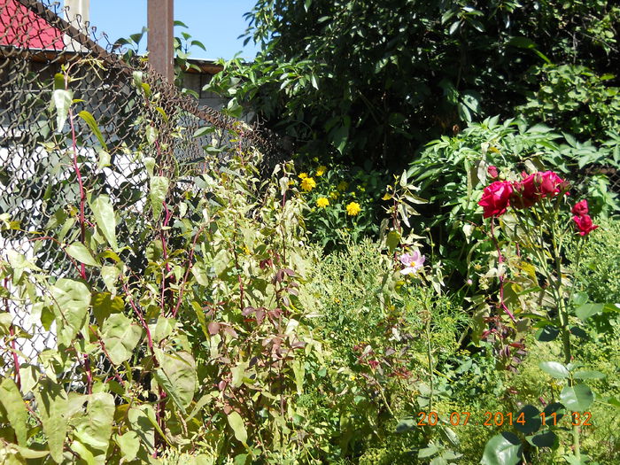 039 - FLORI DIN GRADINA MAMEI MELE 2014  II
