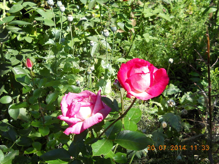 043 - FLORI DIN GRADINA MAMEI MELE 2014  II