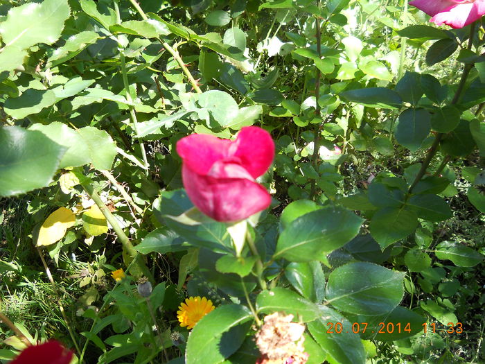 044 - FLORI DIN GRADINA MAMEI MELE 2014  II