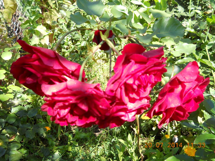 045 - FLORI DIN GRADINA MAMEI MELE 2014  II