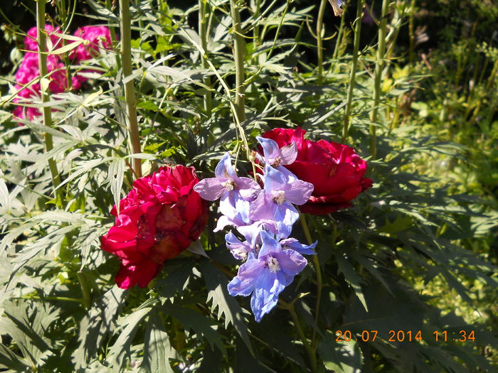 049 - FLORI DIN GRADINA MAMEI MELE 2014  II