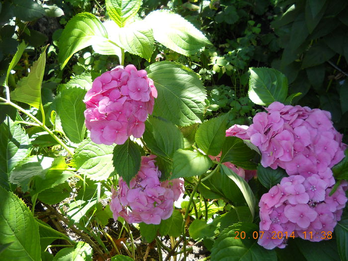 058 - FLORI DIN GRADINA MAMEI MELE 2014  II