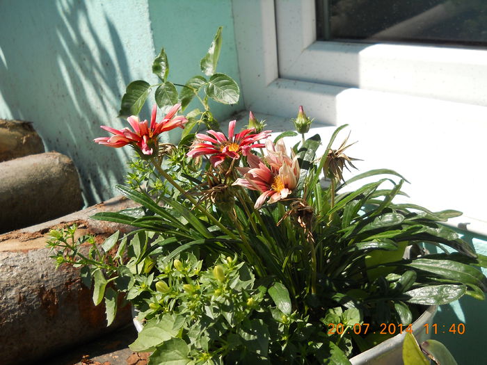 059 - FLORI DIN GRADINA MAMEI MELE 2014  II