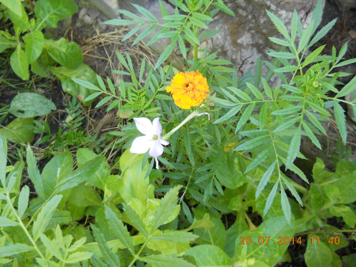 061 - FLORI DIN GRADINA MAMEI MELE 2014  II