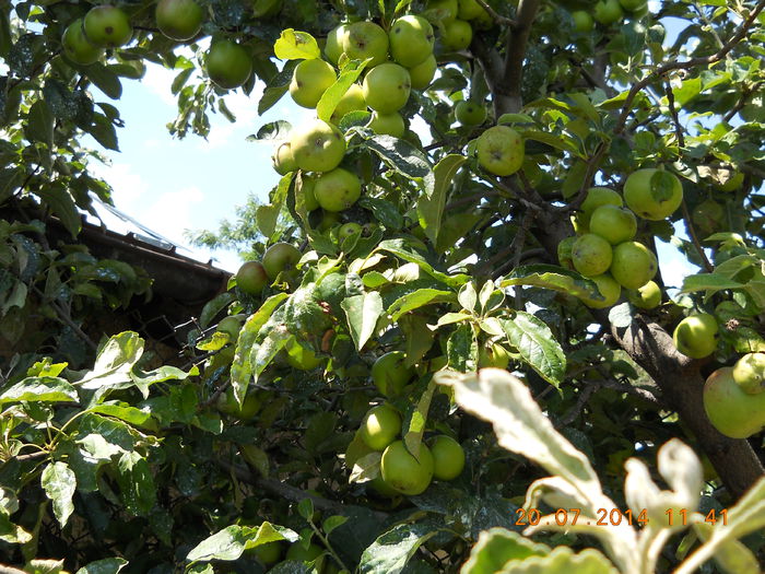 mere - FLORI DIN GRADINA MAMEI MELE 2014  II
