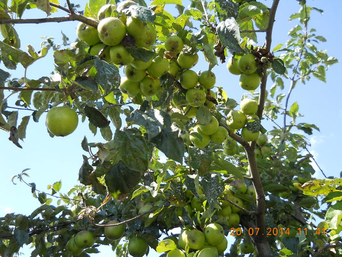 063 - FLORI DIN GRADINA MAMEI MELE 2014  II