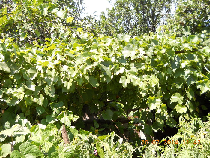 strugurasi - FLORI DIN GRADINA MAMEI MELE 2014  II