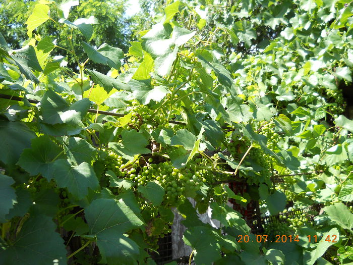 066 - FLORI DIN GRADINA MAMEI MELE 2014  II