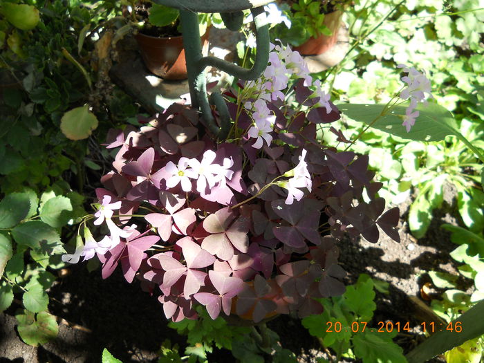 067 - FLORI DIN GRADINA MAMEI MELE 2014  II