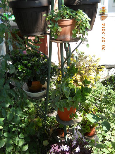 068 - FLORI DIN GRADINA MAMEI MELE 2014  II