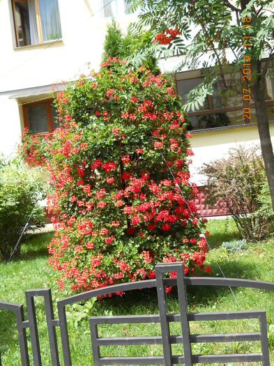 decor Farmacia Ardealul