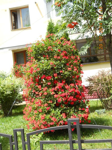 070 - FLORI DIN GRADINA MAMEI MELE 2014  II