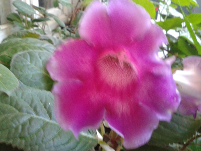 20140721_203311 - gloxinia 2014