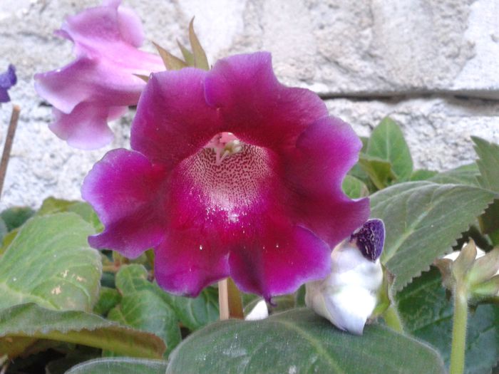 20140721_203333 - gloxinia 2014