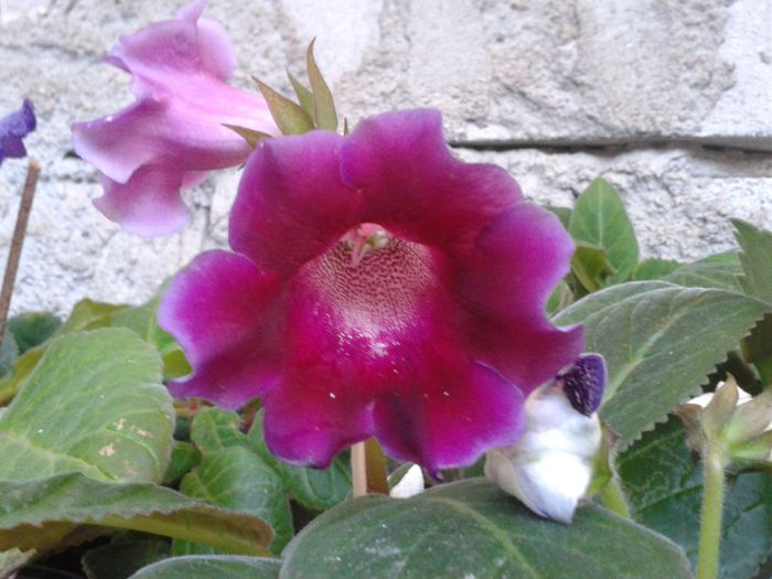 20140721_203337 - gloxinia 2014