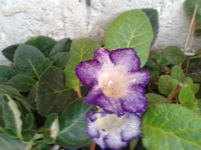 20140721_203248 - gloxinia 2014