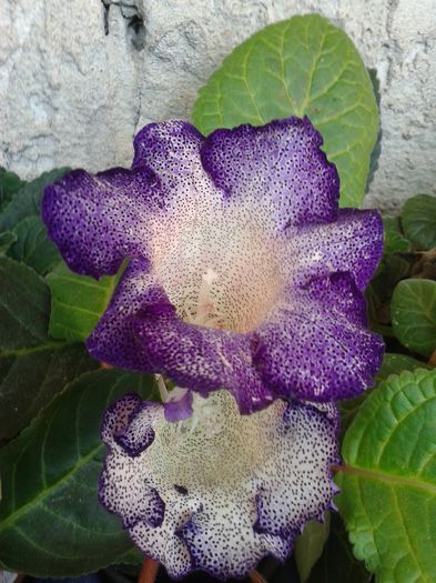 20140721_072202 - gloxinia 2014