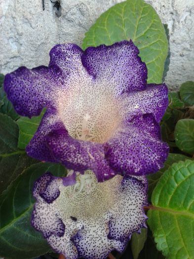 20140721_072208 - gloxinia 2014