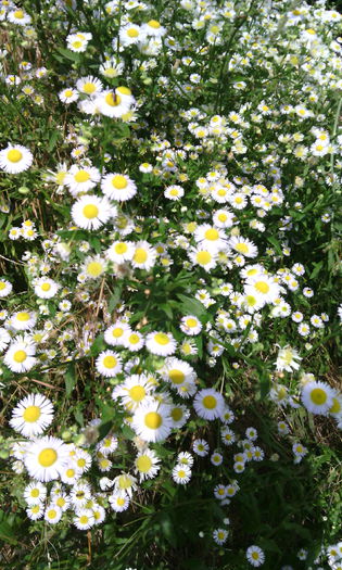 IMG_20140721_155637 - Natura cu frumusetile ei