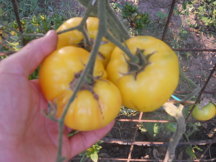 Azochyka - Gradina legume 2014