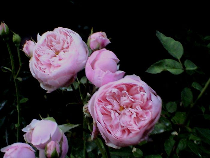 DSC00917 - The Alnwick Rose