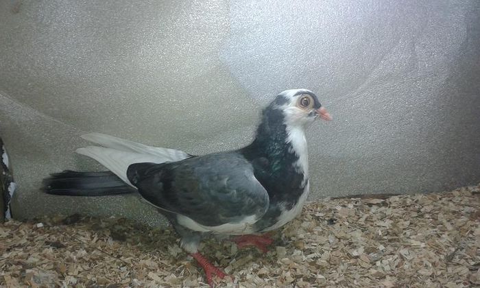 DIN VINETI CU JOC FF LUNG