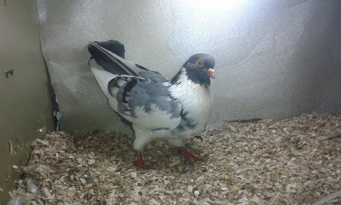 BREAZ LINIA FF VECHE