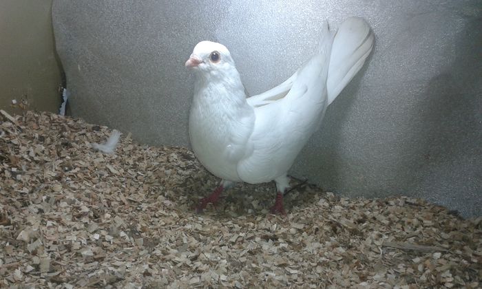 DIN GALBENI INVARTEA LUNG CA PUIANDRU