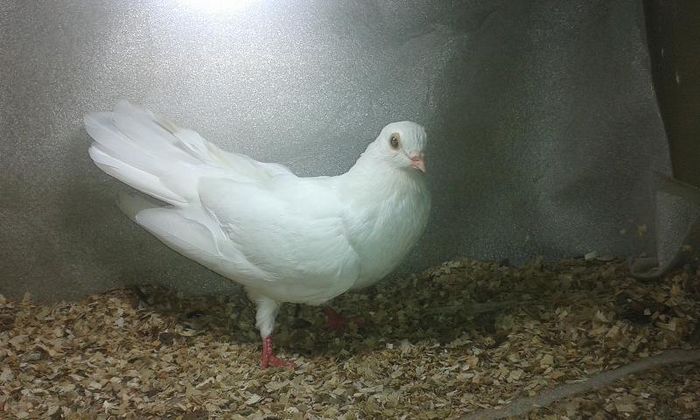 NEZBURAT DIN CAZATOR SI MORISCARA - Z-GALATENI CARE MI-AU APARTINUT