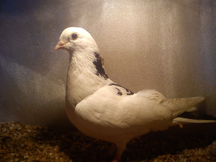 FEMELA MATCA LINIA FF VECHE