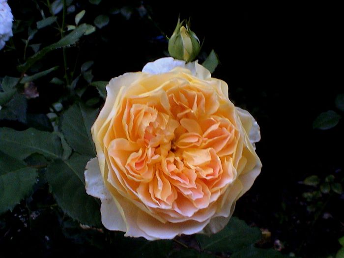 DSC00910