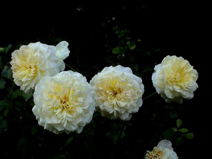 DSC00919