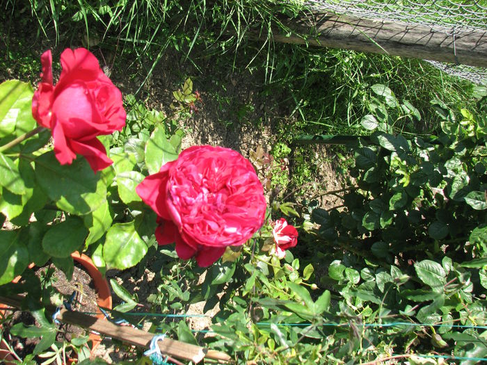 IMG_3062 - Alain Souchon 2014